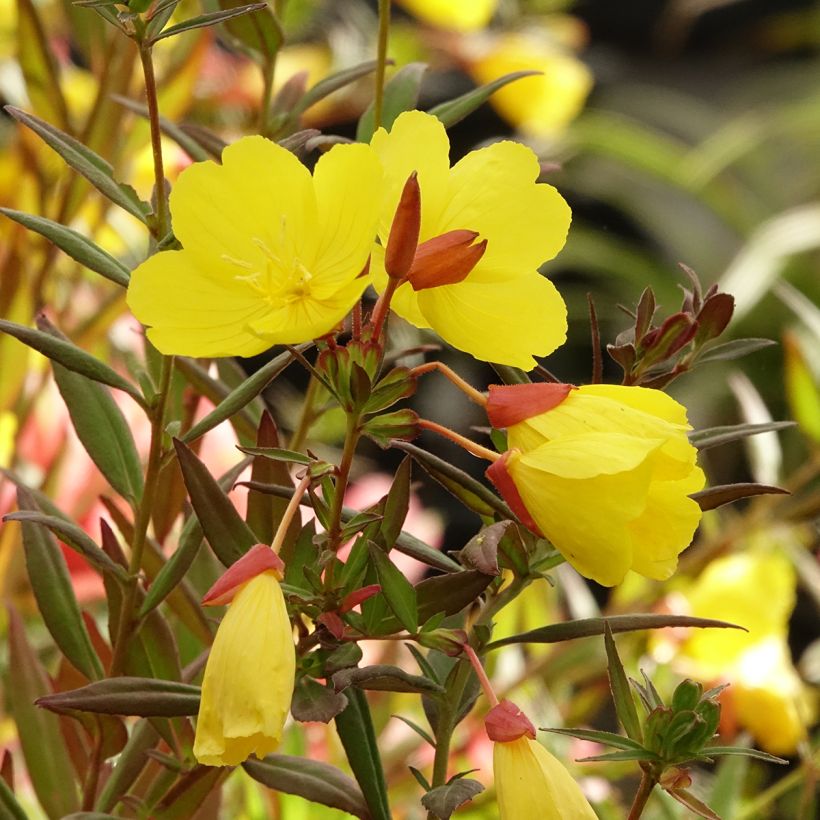 Oenothera fruticosa Sonnenwende - Teunisbloem (Bloei)