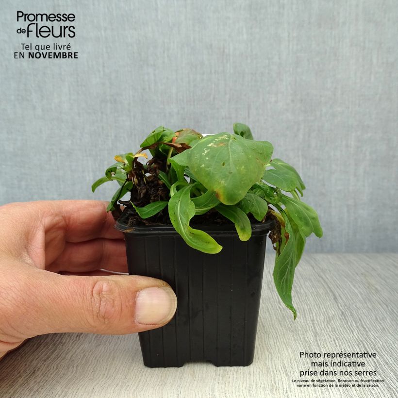 Exemplaar van Oenothera fruticosa Sonnenwende - Teunisbloem Kweekpotje van 8/9 cm zoals geleverd in de herfst