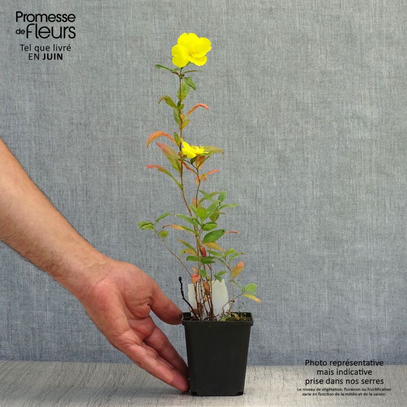 Exemplaar van Oenothera fruticosa Sonnenwende - Teunisbloem Kweekpotje van 8/9 cm zoals geleverd in de zomer