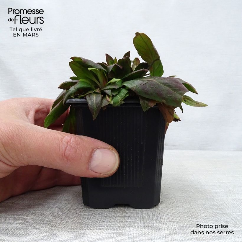 Exemplaar van Oenothera fruticosa Sonnenwende - Teunisbloem Kweekpotje van 8/9 cm zoals geleverd in de lente