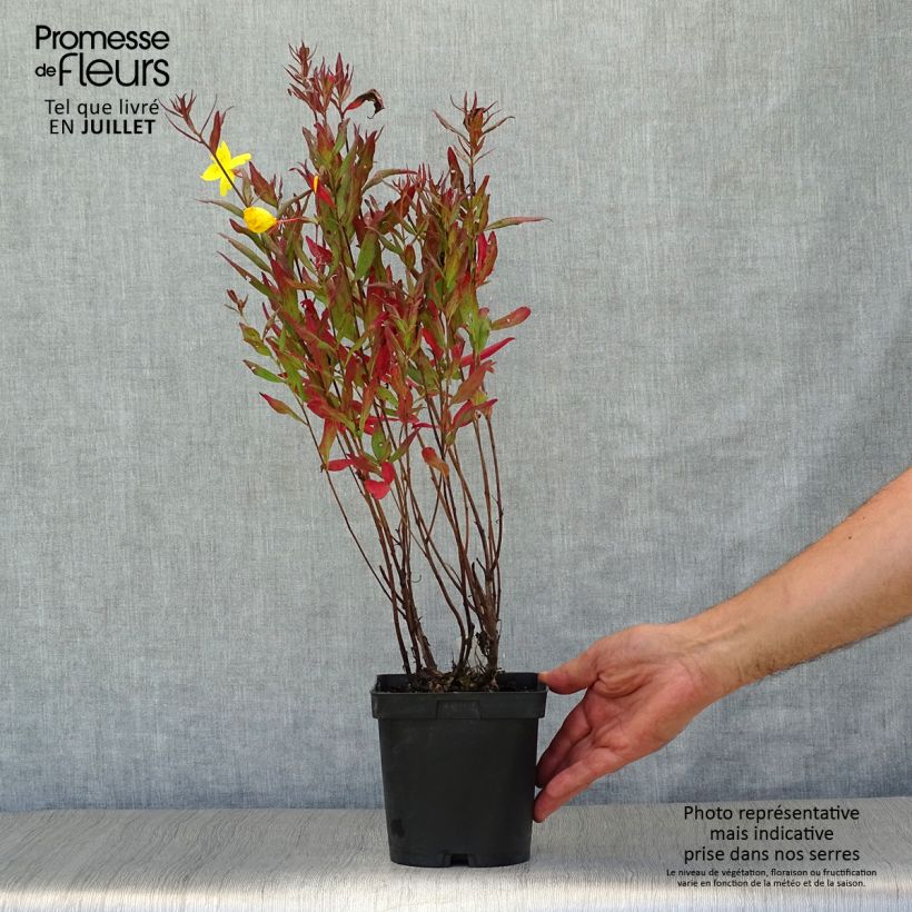 Exemplaar van Oenothera fruticosa Sonnenwende - Teunisbloem Pot van 2 l/3 l zoals geleverd in de zomer