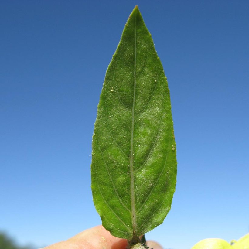 Oenothera glazioviana - Grote teunisbloem (Blad)