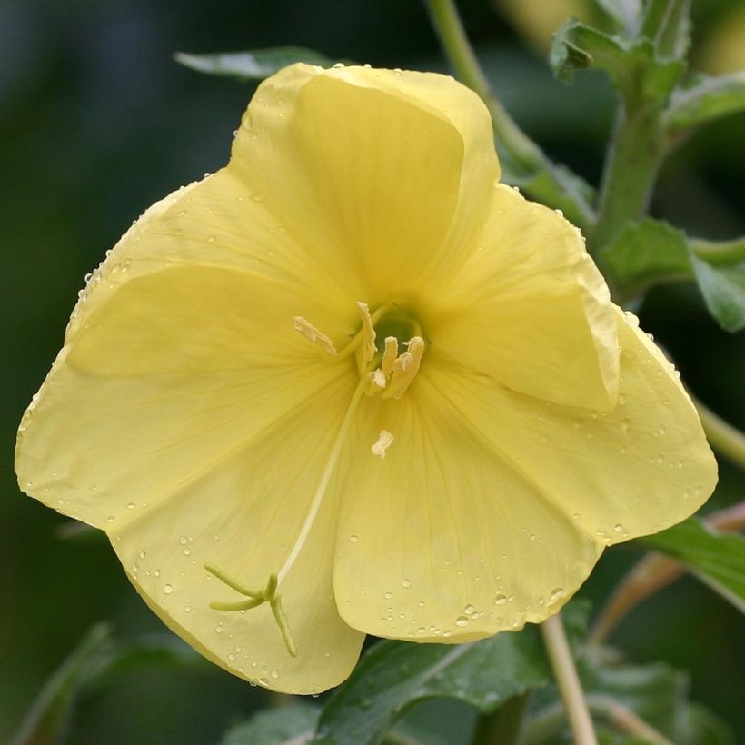 Oenothera glazioviana - Grote teunisbloem (Bloei)