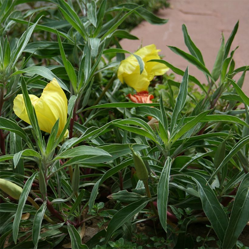 Oenothera missouriensis - Teunisbloem (Blad)