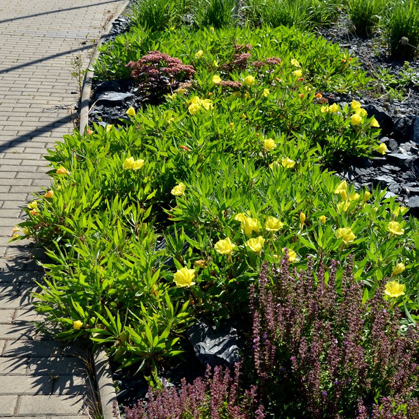 Oenothera missouriensis - Teunisbloem (Groeiplaats)