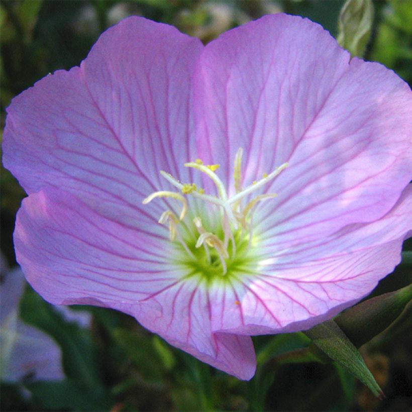 Oenothera speciosa - Teunisbloem (Bloei)