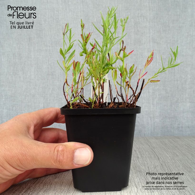 Exemplaar van Oenothera speciosa Siskiyou - Teunisbloem Kweekpotje van 8/9 cm zoals geleverd in de zomer
