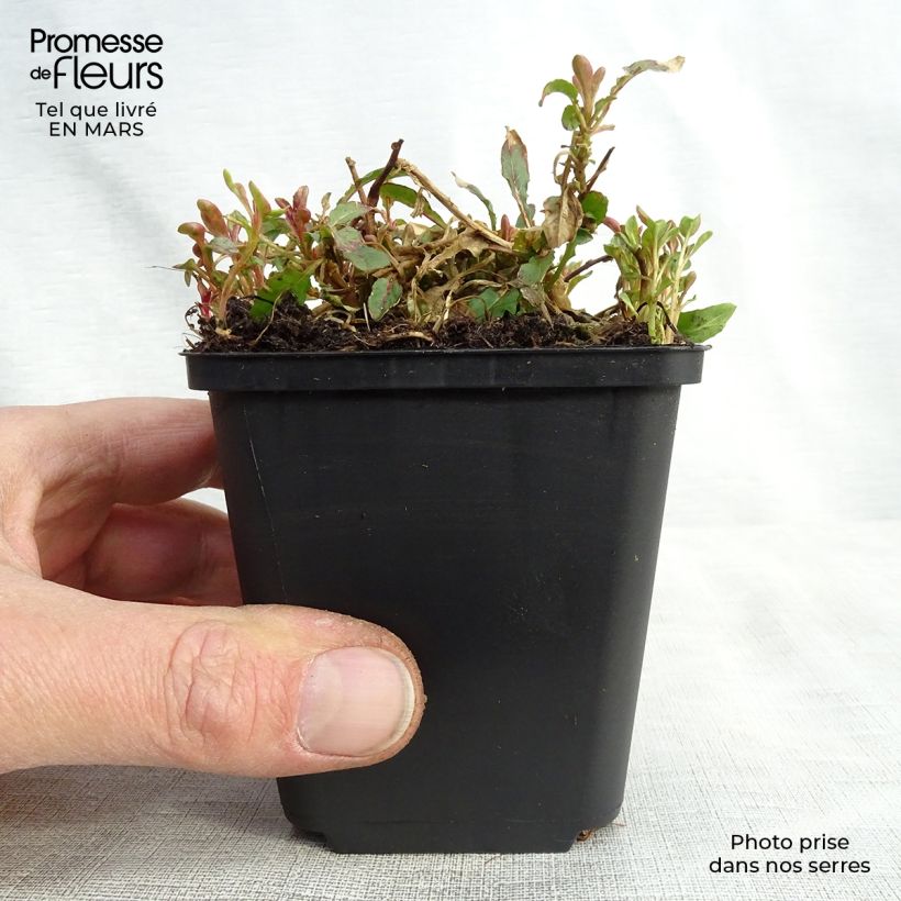 Example of Oenothera speciosa Siskiyou - Teunisbloem Kweekpotje van 8/9 cm as you get in printemps