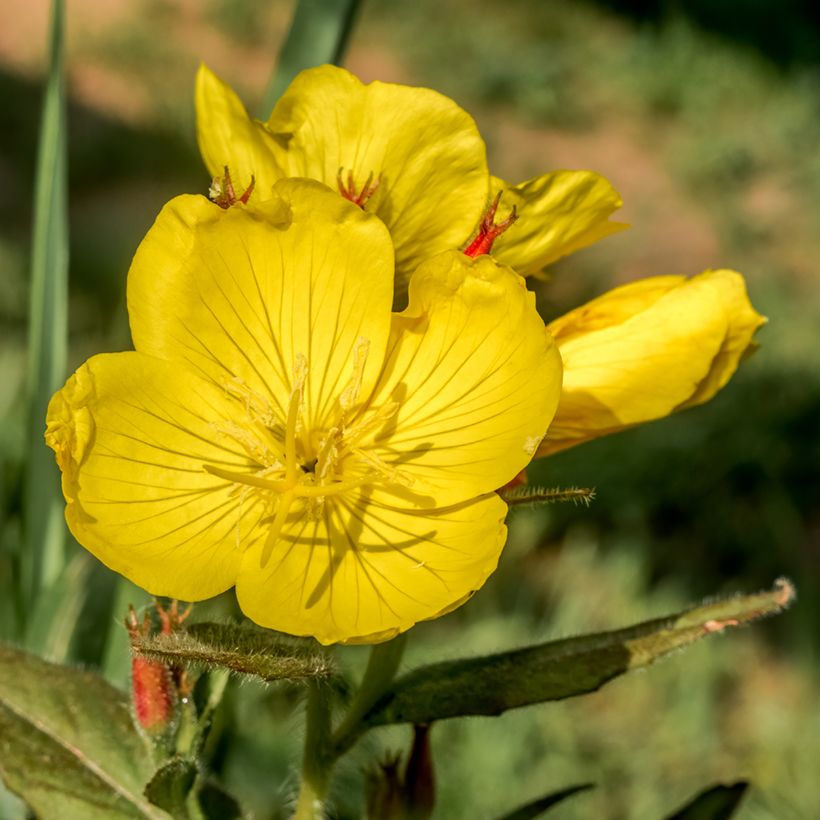 Oenothera tetragona - Teunisbloem (Bloei)