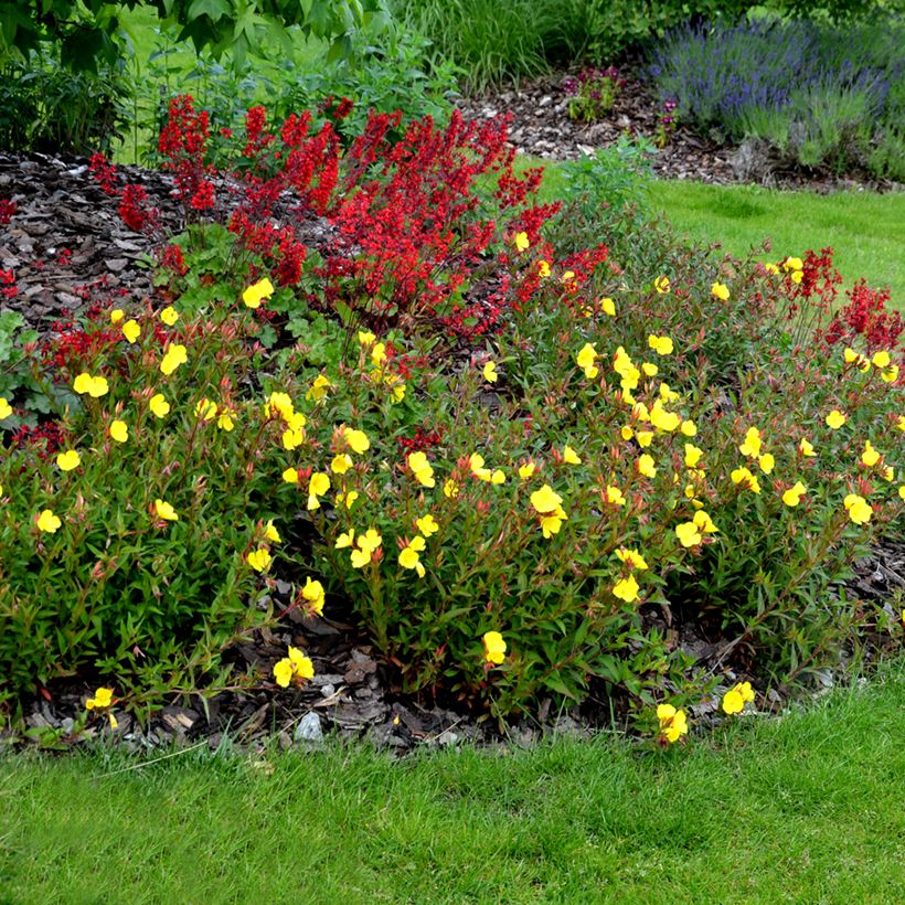 Oenothera tetragona - Teunisbloem (Groeiplaats)