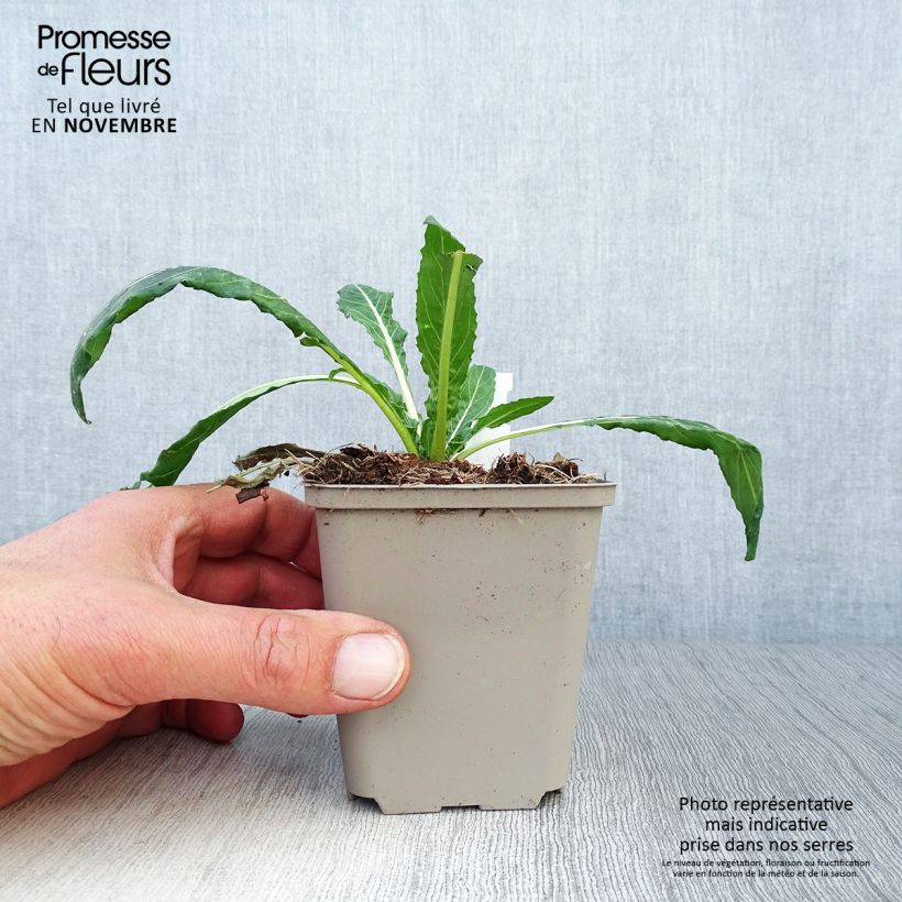 Exemplaar van Oenothera versicolor - Teunisbloem Kweekpotje van 8/9 cm zoals geleverd in de herfst
