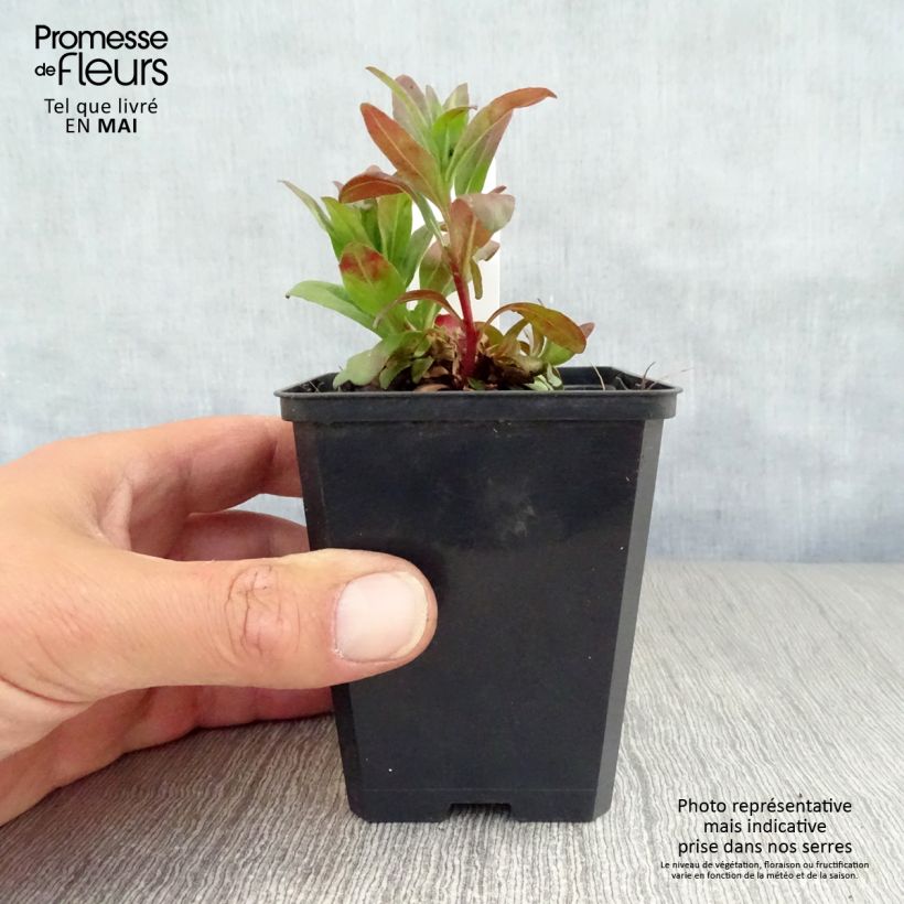 Exemplaar van Oenothera fruticosa Michelle Ploeger - Teunisbloem Kweekpotje van 8/9 cm zoals geleverd in de lente