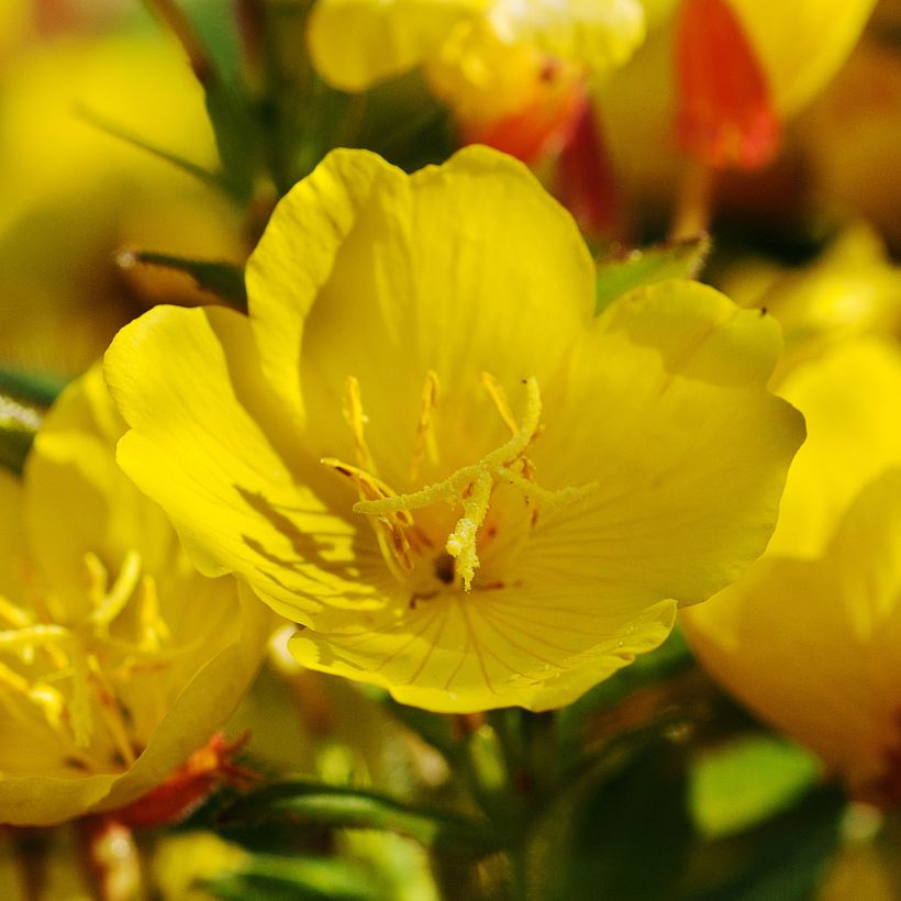 Oenothera Penelope Hobhouse - Teunisbloem (Bloei)