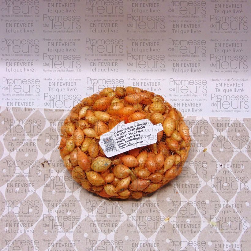 Example of Ui Centurion Stuk kaliber 14/21 mm as you get