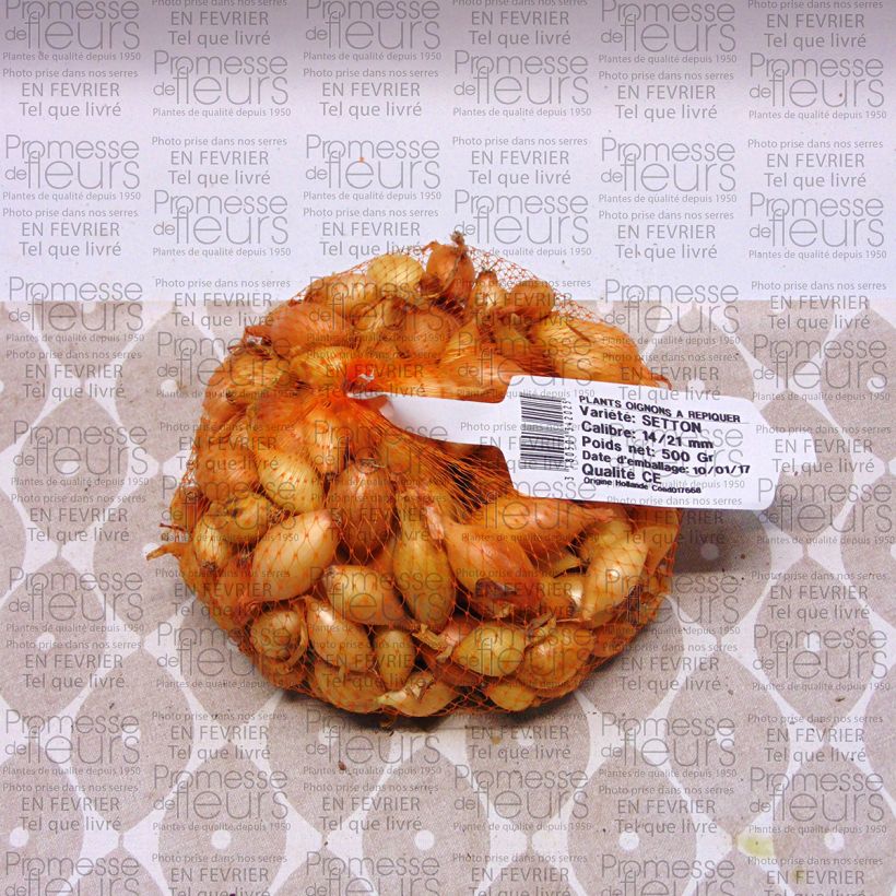 Example of Ui Setton Stuk kaliber 14/21 mm as you get