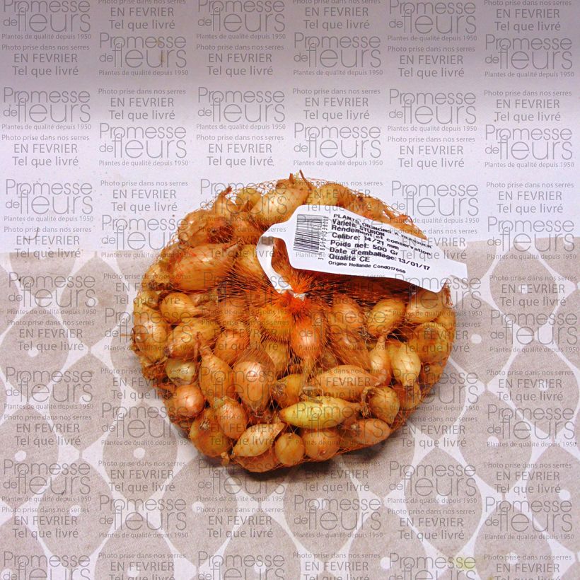 Voorbeeld van een exemplaar van Ui Sturon (pootgoed) Stuk kaliber 14/21 mm zoals geleverd