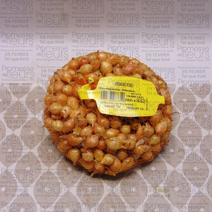 Example of Ui Stuttgarter Riesen (pootgoed) Stuk kaliber 14/21 mm as you get