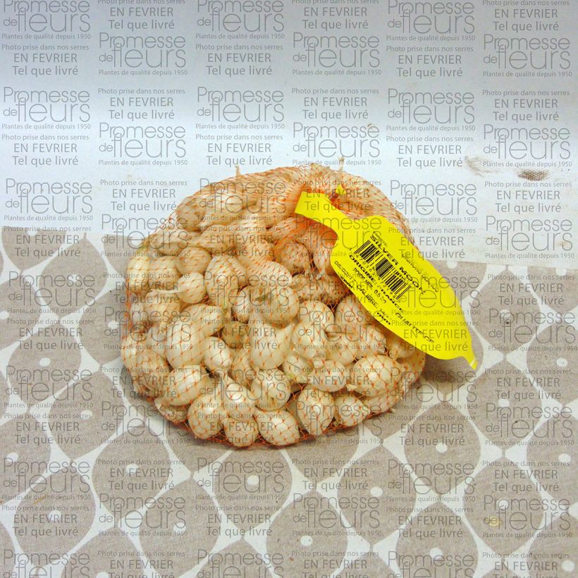 Example of Witte ui - Allium cepa (pootgoed) Stuk kaliber 14/21 mm as you get