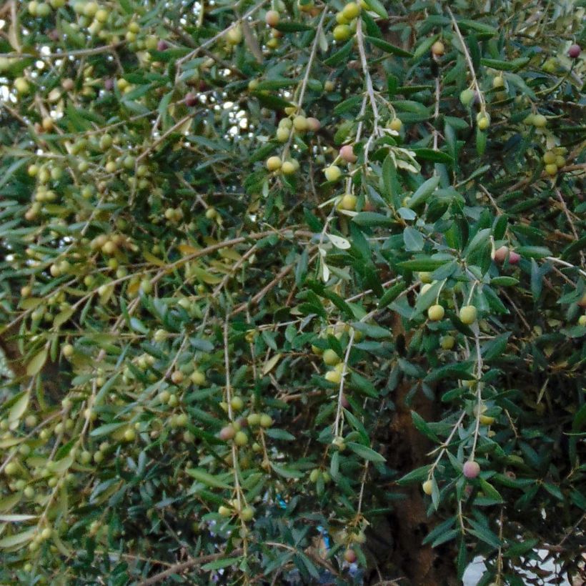 Olea europaea - Olijfboom (Blad)