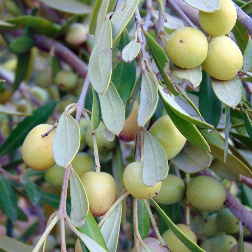 Olea europaea - Olijfboom (Oogst)