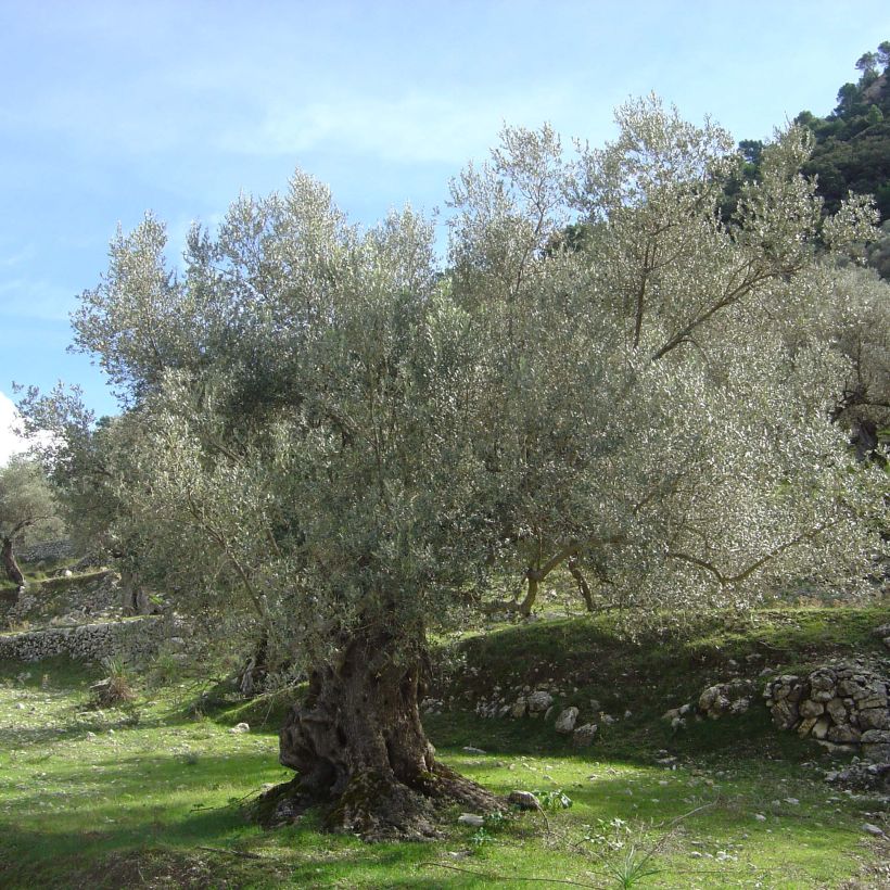 Olea europaea - Olijfboom (Groeiplaats)