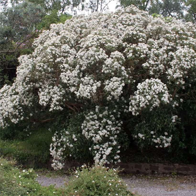 Olearia macrodonta Major - Nieuw-Zeelandse hulst (Bloei)