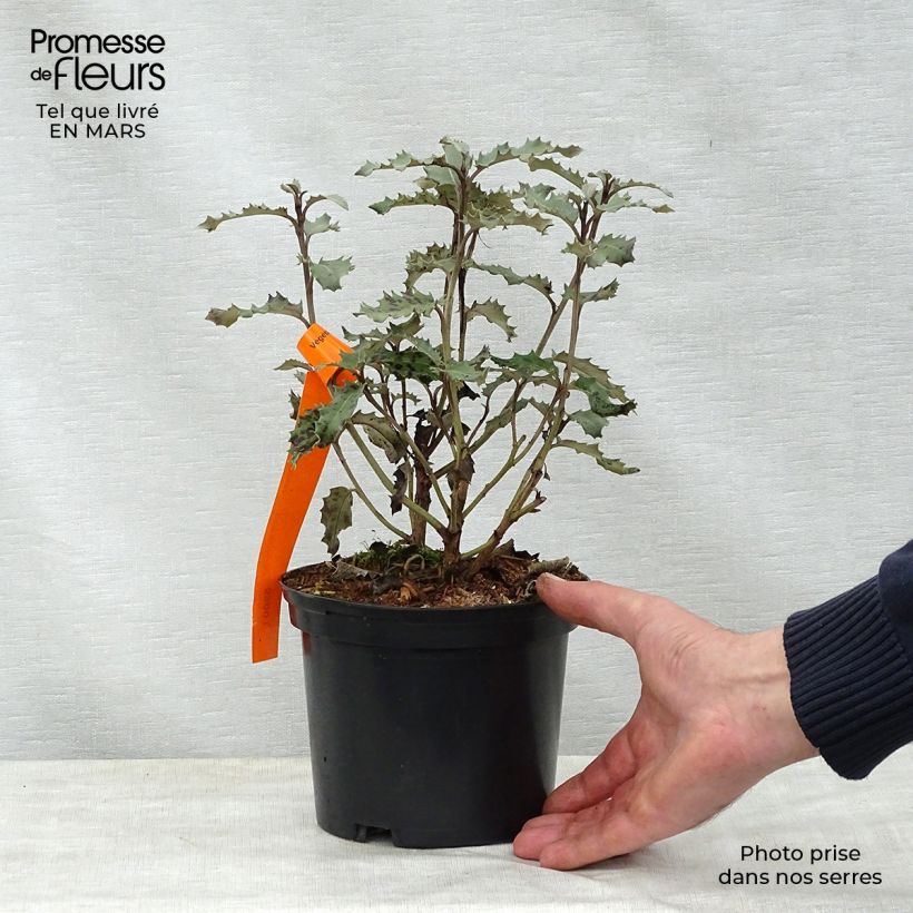 Exemplaar van Olearia macrodonta Major - Nieuw-Zeelandse hulst Pot van 2 l/3 l zoals geleverd in de lente