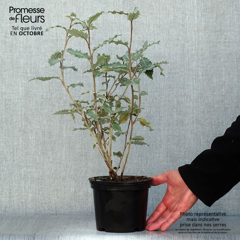 Exemplaar van Olearia macrodonta Major - Nieuw-Zeelandse hulst Pot van 2 l/3 l zoals geleverd in de herfst