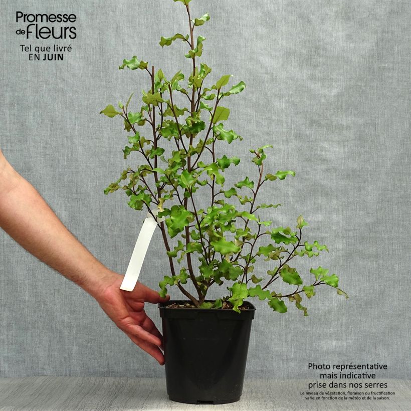 Exemplaar van Olearia paniculata - Boomaster Pot van 4 l/5 l zoals geleverd in de zomer