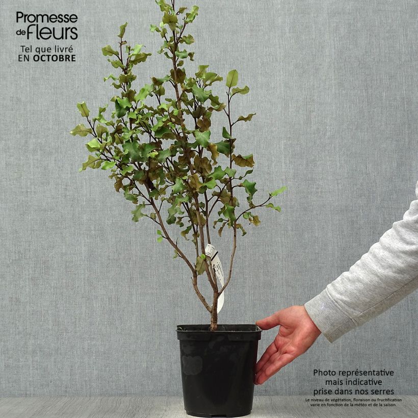 Exemplaar van Olearia paniculata - Boomaster Pot van 4 l/5 l zoals geleverd in de herfst