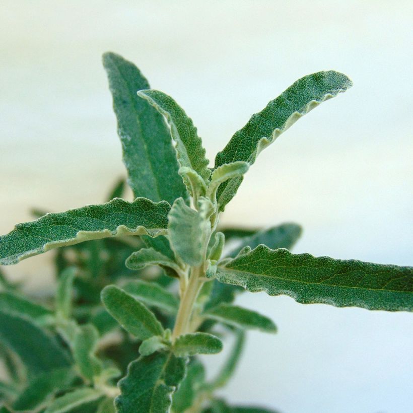 Olearia scilloniensis - Madeliefjesstruik (Blad)