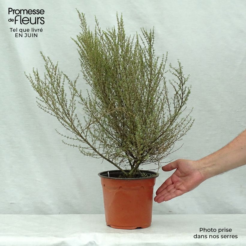 Exemplaar van Olearia solandri Aurea - Boomaster Pot van 2 l/3 l zoals geleverd in de zomer
