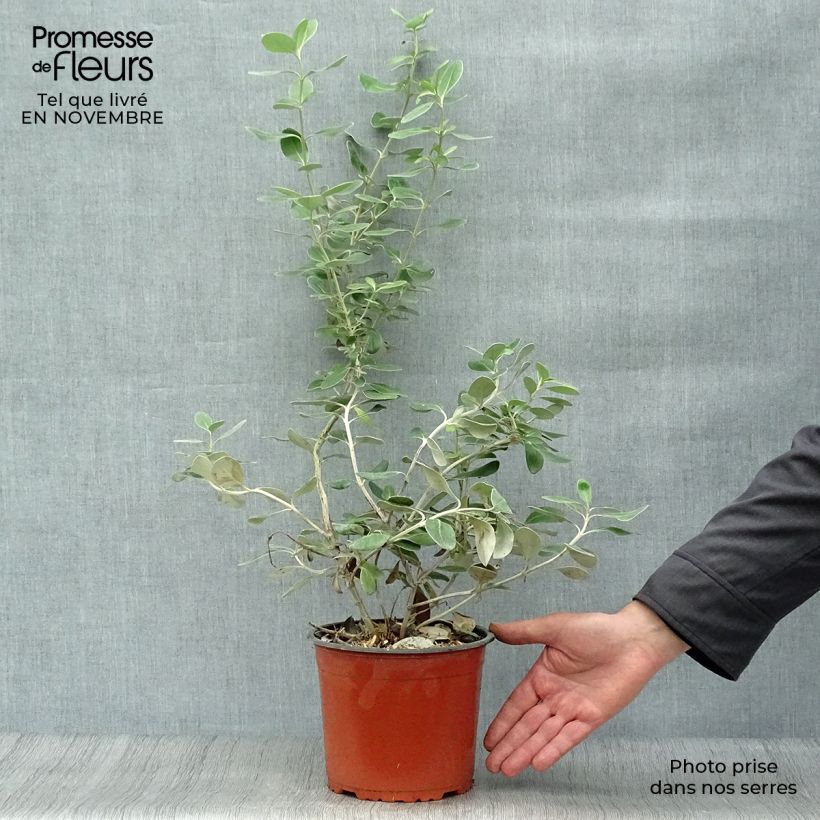 Exemplaar van Olearia traversii - Madeliefjesstruik Pot van 2 l/3 l zoals geleverd in de herfst