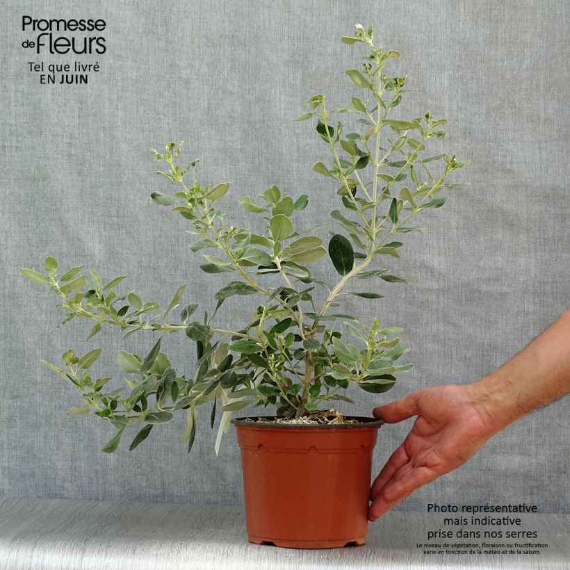Exemplaar van Olearia traversii - Madeliefjesstruik Pot van 2 l/3 l zoals geleverd in de zomer
