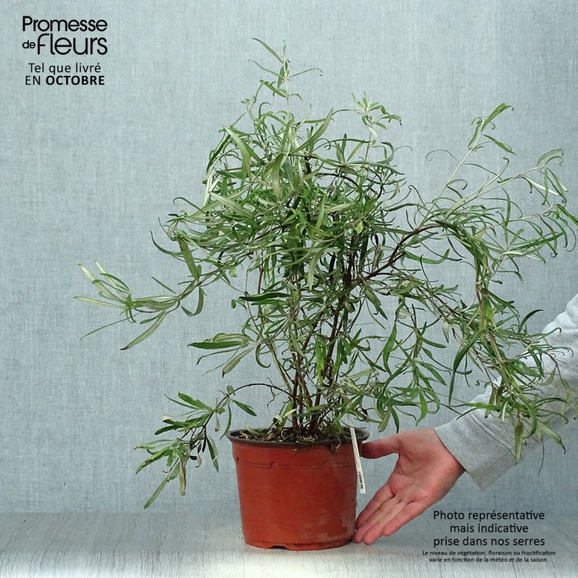 Exemplaar van Olearia virgata - Boomaster Pot van 2 l/3 l zoals geleverd in de herfst