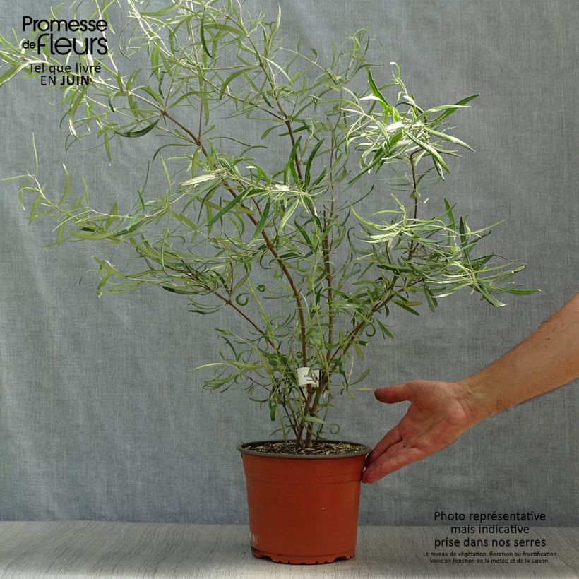 Exemplaar van Olearia virgata - Boomaster Pot van 2 l/3 l zoals geleverd in de zomer