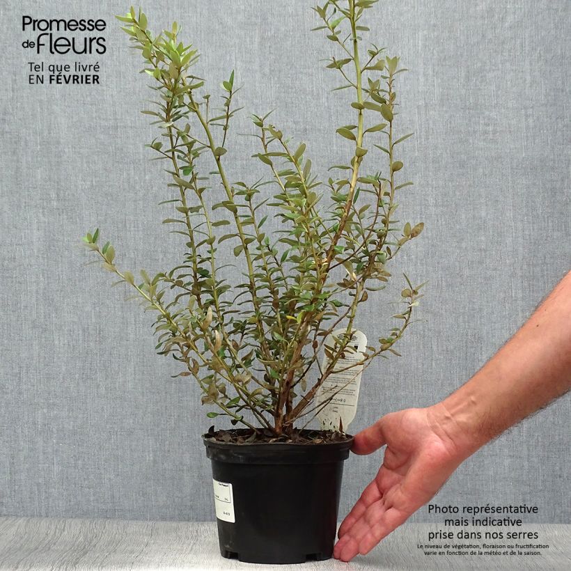Exemplaar van Olearia haastii - Boomaster Pot van 2 l/3 l zoals geleverd in de herfst