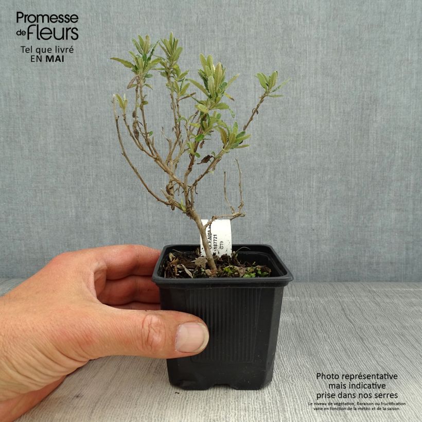 Example of Olearia Compacta - Madeliefjesstruik Kweekpotje van 8/9 cm as you get in printemps