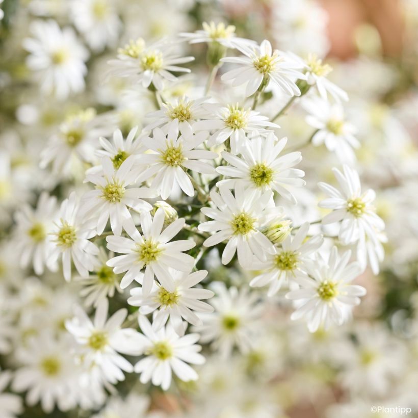 Olearia phlogopappa Spring Bling - Madeliefjesstruik (Bloei)