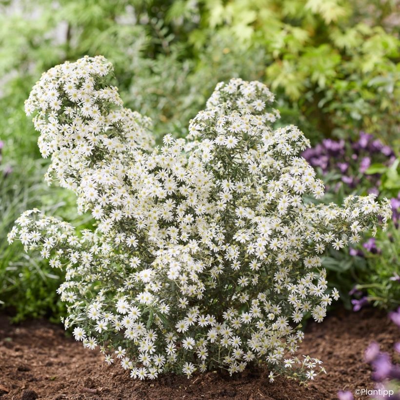 Olearia phlogopappa Spring Bling - Madeliefjesstruik (Groeiplaats)