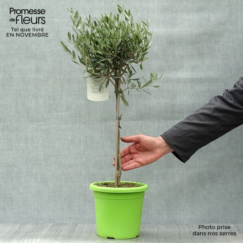 Exemplaar van Olea europaea - Olijfboom op een steel Pot van 2 l/3 l, Laagstam zoals geleverd in de herfst