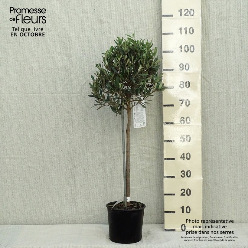 Exemplaar van Olea europaea - Olijfboom op een steel Pot van 4 l/5 l, Kwartstam zoals geleverd in de herfst