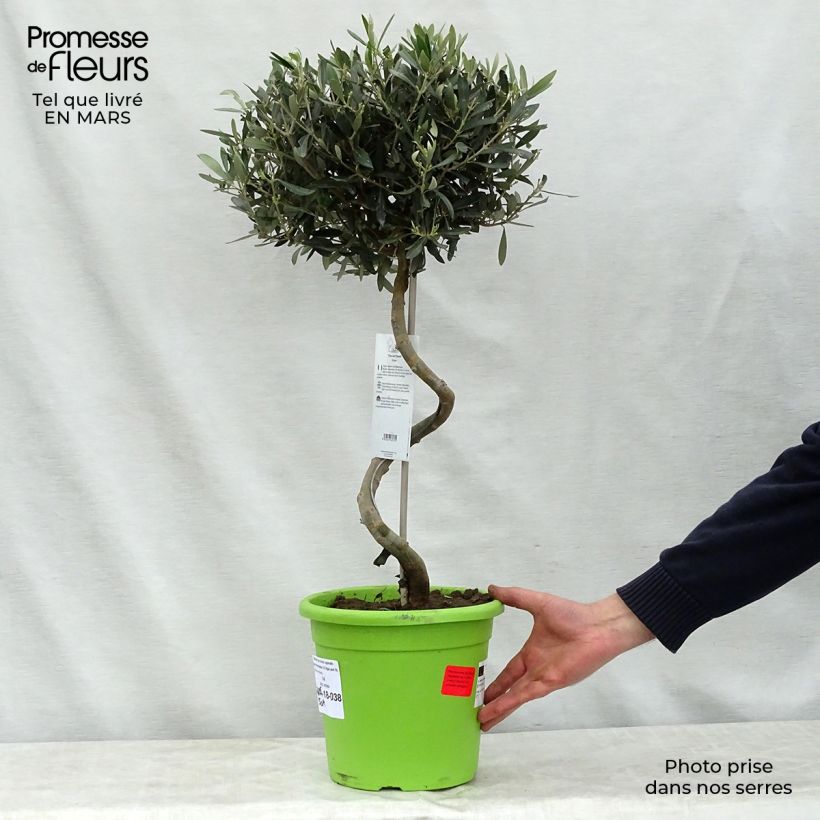 Exemplaar van Olea europaea - Olijfboom op een steel Pot van 4 l/5 l, Stengel zoals geleverd in de lente