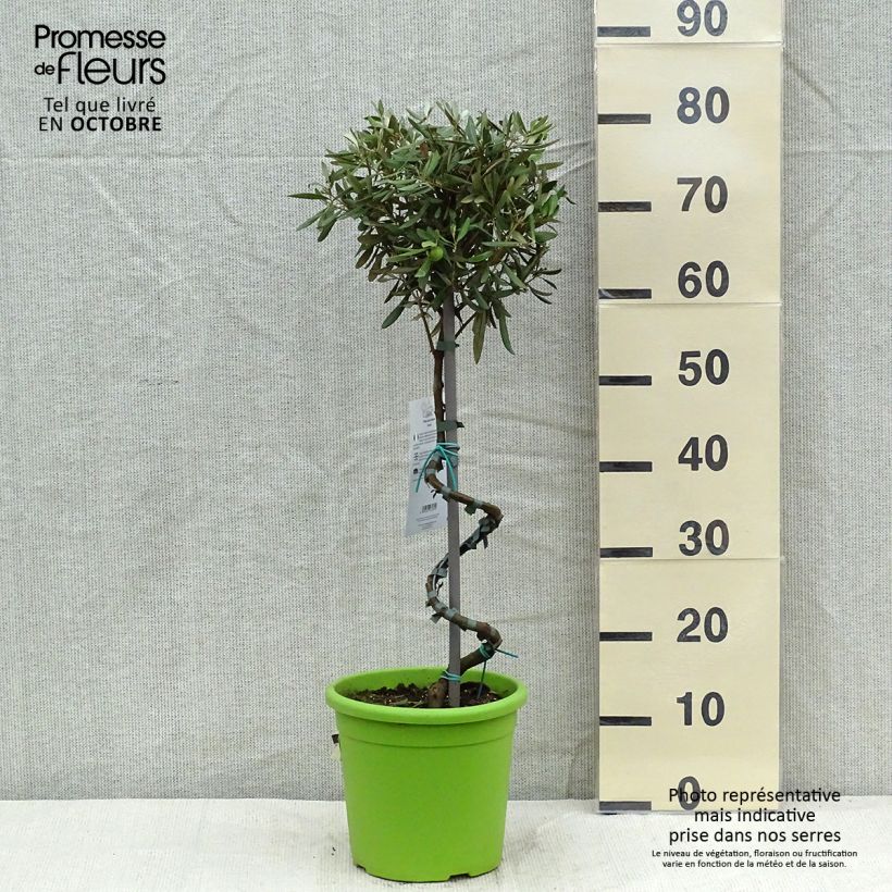 Exemplaar van Olea europaea - Olijfboom op een steel Pot van 4 l/5 l, Stengel zoals geleverd in de herfst