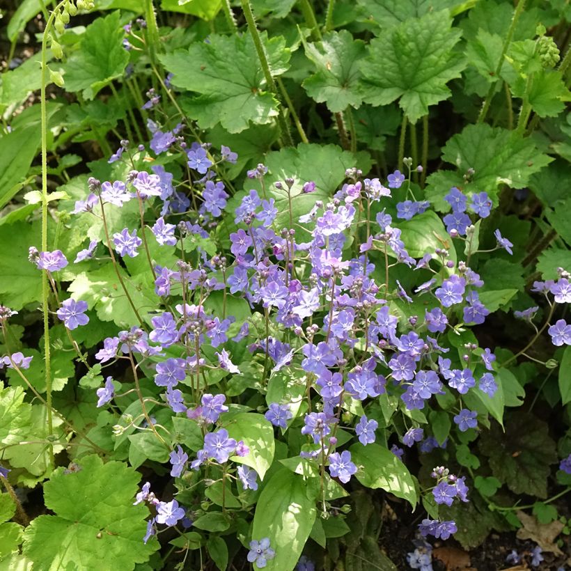 Omphalodes cappadocica Cherry Ingram - Voorjaarsvergeet-mij-nietje (Groeiplaats)