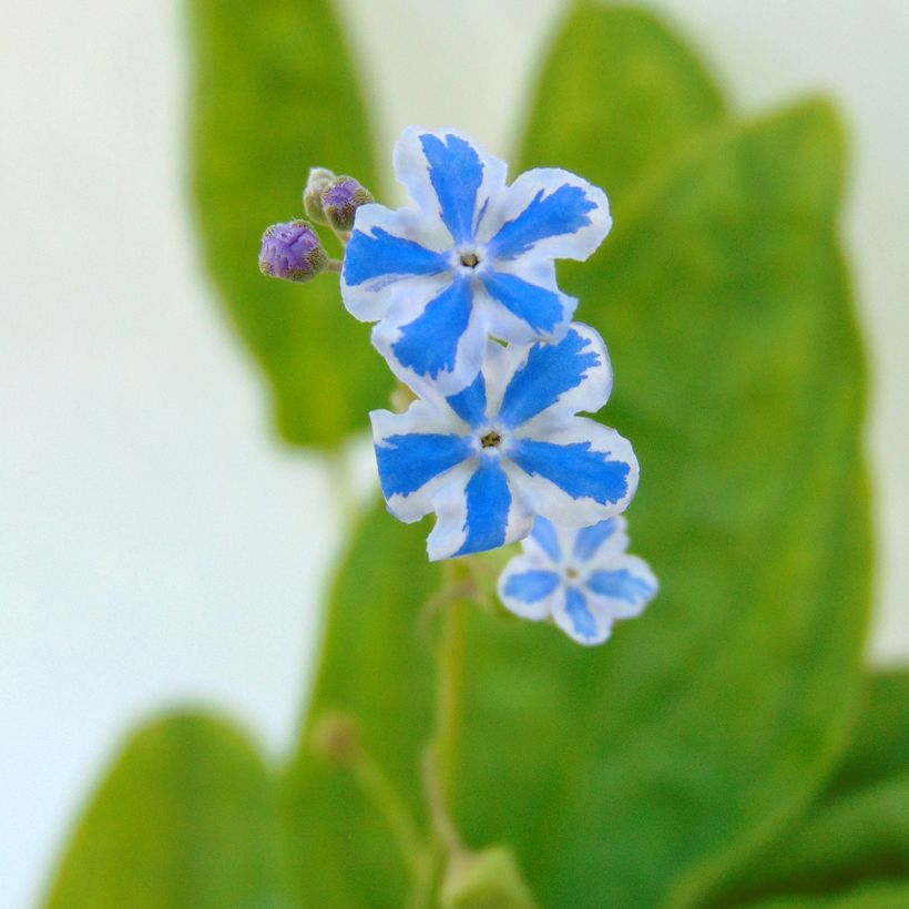 Omphalodes cappadocica Starry Eyes - Voorjaarsvergeet-mij-nietje (Flowering)