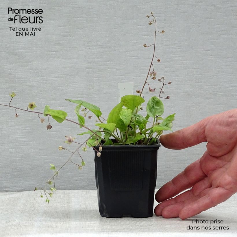 Example of Omphalodes cappadocica Starry Eyes - Voorjaarsvergeet-mij-nietje Kweekpotje van 8/9 cm as you get in printemps