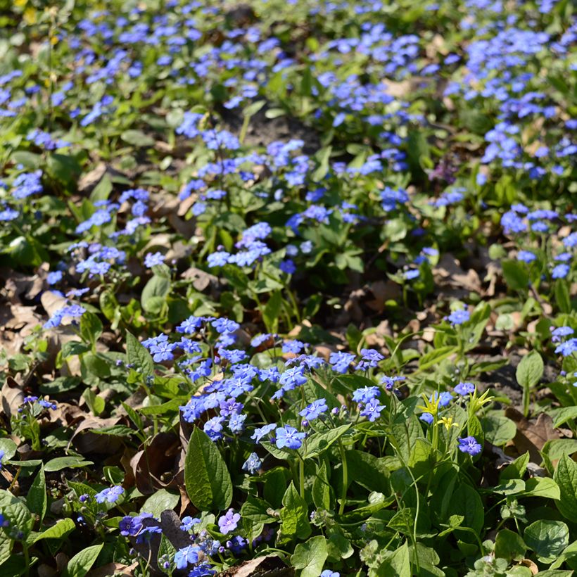 Omphalodes cappadocica - Voorjaarsvergeet-mij-nietje (Groeiplaats)