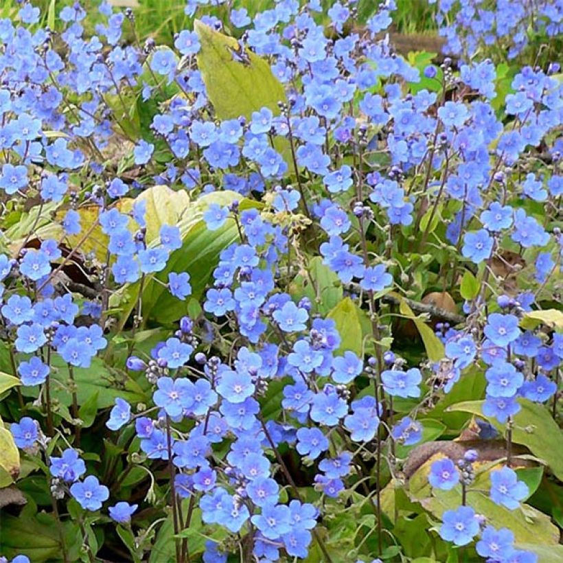 Omphalodes cappadocica - Voorjaarsvergeet-mij-nietje (Bloei)