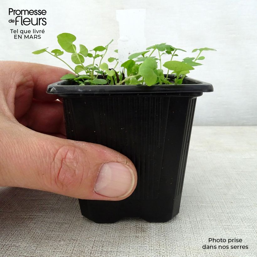 Example of Omphalodes verna Alba - Amerikaans vergeet-mij-nietje Kweekpotje van 8/9 cm as you get in printemps